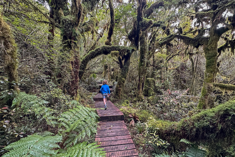 Longer hikes in the Taupō region
